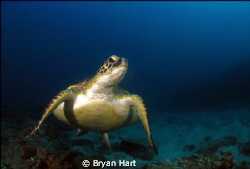 friendly turtle at Antons Reef Sodwana bay! by Bryan Hart 